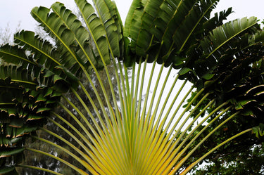 10 TRAVELLER'S PALM TREE Ravenala Madagascariensis Flower Houseplant Seeds